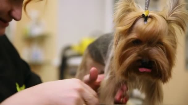 Una mujer vestida con ropa especial de peluquero profesional corta un Yorkshire terrier para una exposición de belleza. un perro pequeño. zoosalon . — Vídeos de Stock