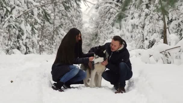 Οικογένεια ζευγάρι άνδρας και γυναίκα που κάθεται μέσα στο δάσος που αγκαλιάζει τους αγαπημένους σκύλους παλιοκόριτσο Σιβηρίας. Ευτυχισμένοι άνθρωποι και χαρούμενα ζώα. — Αρχείο Βίντεο