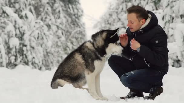 男は、森で彼のシベリアン ハスキーを抱擁します。雪の中で背景の木。プライドと目の前に幸福。犬と散歩します。. — ストック動画