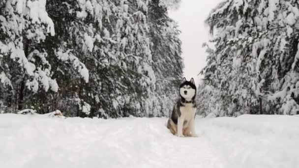 Sibiřský husky sedí v lese na cestě na pozadí zimní les. Krásné zimní pes v lese. — Stock video