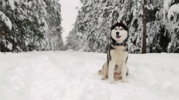 Sibiřský husky sedí v lese na cestě na pozadí zimní les. Krásné zimní pes v lese. — Stock video