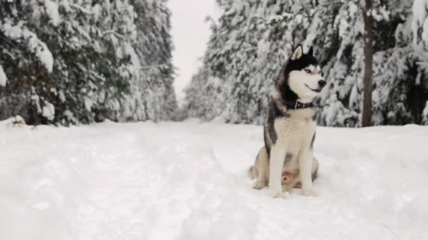 Sibiřský husky sedí v lese na cestě na pozadí zimní les. Krásné zimní pes v lese. — Stock video