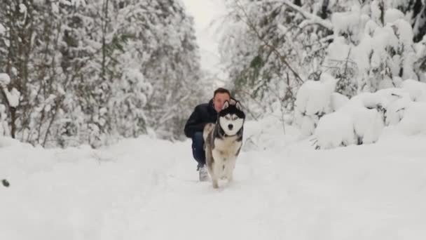 Σιβηρία σκύλος χάσκεϋ τρέχει σε αργή κίνηση με τη φωτογραφική μηχανή από τον οικοδεσπότη, μετακίνηση εστίασης. — Αρχείο Βίντεο