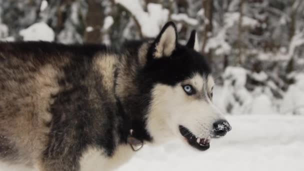 Gros plan d'un visage de chien - un husky sibérien aux yeux bleus regardant directement dans la caméra . — Video