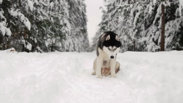 Sibiřský husky sedí v lese na cestě na pozadí zimní les. Krásné zimní pes v lese. — Stock video