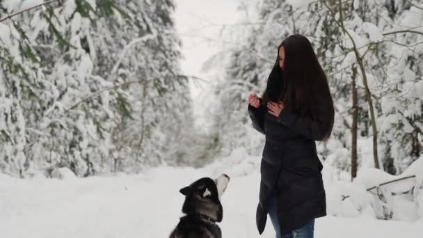 Krásná dívka živí sibiřský husky na přírodu a je zapojena do tréninku. Pes skáče na přední tlapy na hrudi žena, která se směje a úsměvy. — Stock video