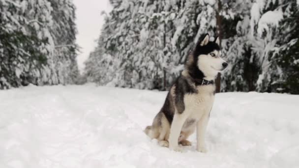 El husky siberiano se encuentra en el bosque en un camino contra el telón de fondo de un bosque de invierno. Hermoso perro de invierno en el bosque . — Vídeo de stock