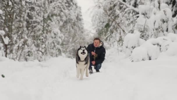 Siberian Husky jest uruchamiany w zwolnionym tempie do kamery z hosta, przenoszenia fokusu. — Wideo stockowe