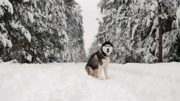 Szibériai husky ül az erdőben, egy utat a téli erdő a háttérben. Az erdő szép téli kutya. — Stock videók