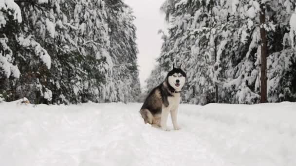 Sibiřský husky sedí v lese na cestě na pozadí zimní les. Krásné zimní pes v lese. — Stock video