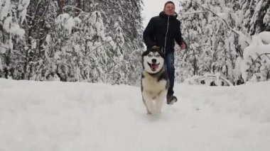 Kış ormanda bir adam siyah bir ceket ve kot pantolon ile bir Sibirya husky köpek, bir ağır çekim çekim çalışır. Çam köknar ormanları, neşeli bir yürüyüş ile bir köpek. Ağır çekim