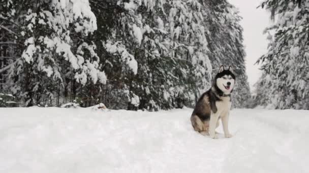 El husky siberiano se encuentra en el bosque en un camino contra el telón de fondo de un bosque de invierno. Hermoso perro de invierno en el bosque . — Vídeo de stock