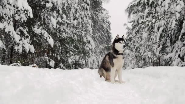 El husky siberiano se encuentra en el bosque en un camino contra el telón de fondo de un bosque de invierno. Hermoso perro de invierno en el bosque . — Vídeo de stock