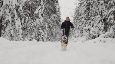 Kış ormanda bir adam siyah bir ceket ve kot pantolon ile bir Sibirya husky köpek, bir ağır çekim çekim çalışır. Çam köknar ormanları, neşeli bir yürüyüş ile bir köpek. Ağır çekim