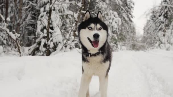 Husky sibérien court à la caméra dans la forêt sur un chemin dans le contexte d'une forêt d'hiver et regarde dans la caméra. Beau chien d'hiver dans la forêt . — Video