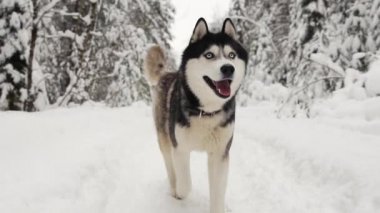 Siberian dış yapraklar kameranın ormandaki bir yolda bir kış orman fonunda çalışır ve kameraya doğru görünüyor. Ormanda güzel kış köpek.