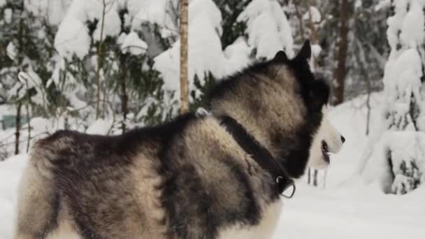 Nahaufnahme eines Hundegesichts - ein sibirischer Husky mit blauen Augen, der direkt in die Kamera blickt. — Stockvideo