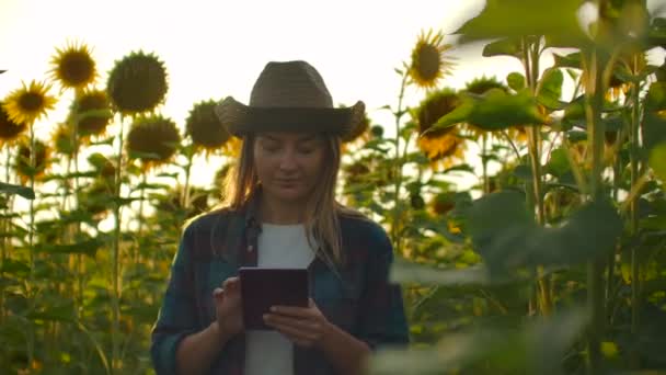 La bióloga está observando girasoles en el día de verano en el campo — Vídeos de Stock