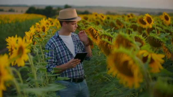 El muchacho entre los girasoles altos en la tarde de verano — Vídeo de stock