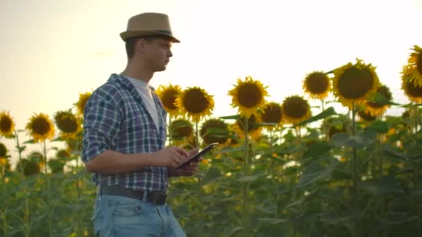 Pojke med en tablett på ett solrosfält vid solnedgången i naturen — Stockvideo