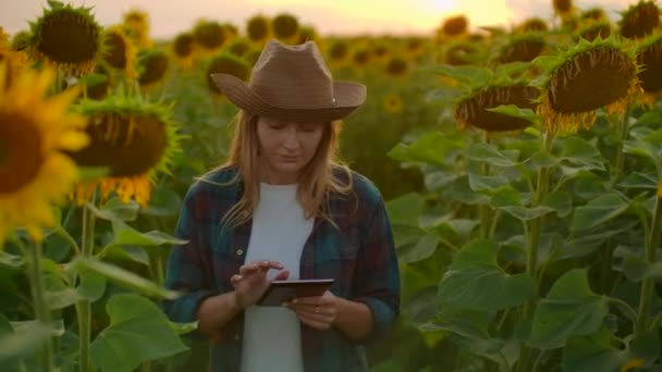 Молода дівчина працює на полі з жовтими соняшниками — стокове відео