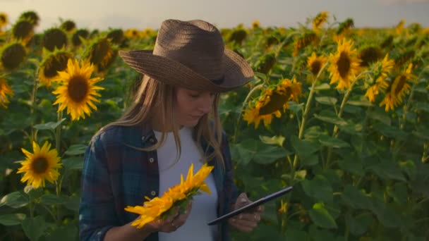 La hembra está estudiando girasoles en el campo. — Vídeo de stock