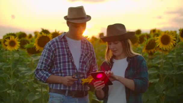Δύο αγρότες στο χωράφι με τα ηλιοτρόπια στη φύση — Αρχείο Βίντεο