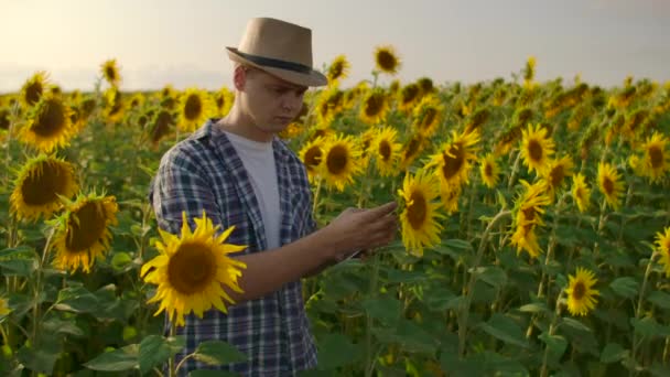 The botany scientist works with sunflowers on the field — 비디오