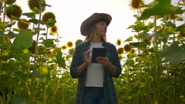 The young female student is observing sunflowers in summer day on the field — ストック動画