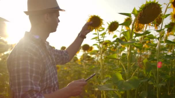 Mahasiswa muda wokrs dengan bunga matahari di lapangan — Stok Video