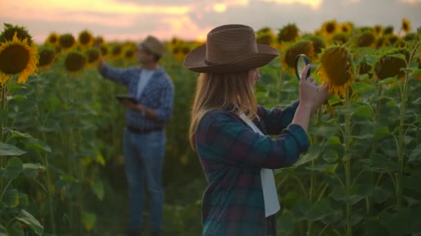 Young woman and man on the sunflowers field in nature at sunset — ストック動画