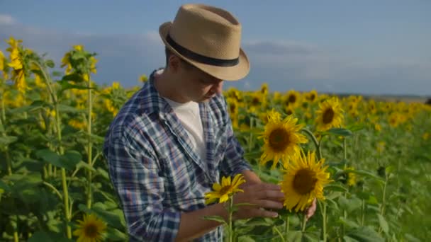 De boer kijkt naar de zonnebloemen. — Stockvideo