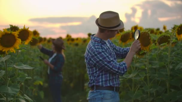 Junge und Frau auf dem Sonnenblumenfeld in der Natur bei Sonnenuntergang — Stockvideo