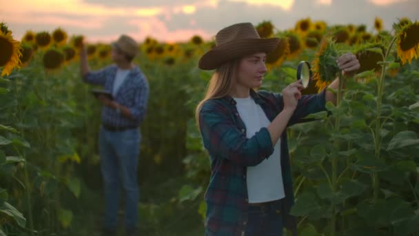 Zwei junge Biologen auf dem Sonnenblumenfeld in der Natur bei Sonnenuntergang — Stockvideo