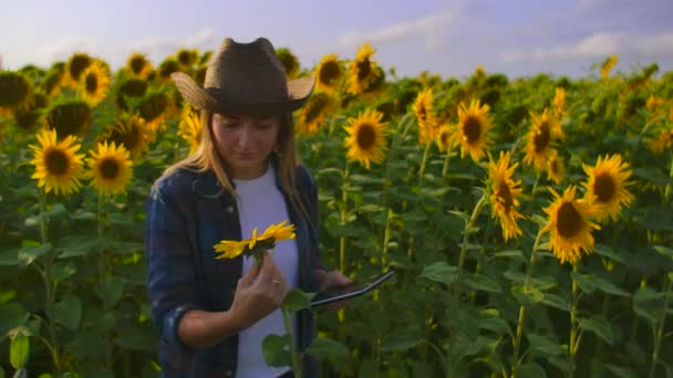 La granjera está mirando los girasoles. — Vídeo de stock