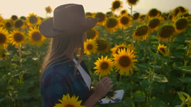 De student plantkunde werkt met zonnebloemen op het veld — Stockvideo