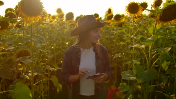 A jovem está observando girassóis no dia de verão no campo — Vídeo de Stock