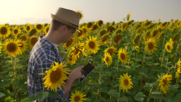 De biologie wetenschapper werkt met zonnebloemen op het veld — Stockvideo
