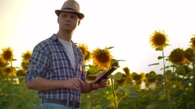 Yazın ayçiçeği tarlasında tabletli bir bilim adamı.