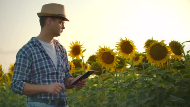 Άνθρωπος με ένα δισκίο σε ένα χωράφι με ηλιοτρόπια το ηλιόλουστο βράδυ — Αρχείο Βίντεο
