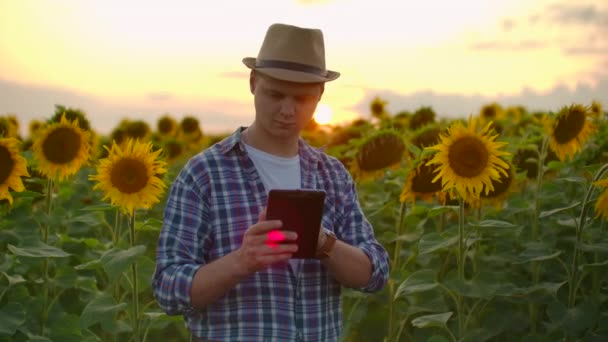 Mann Landwirt Manager auf dem Feld mit Sonnenblumen arbeitet auf dem iPad im Sommer Abend — Stockvideo
