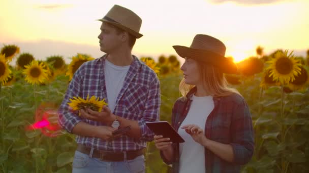 Milující pár farmář manažer na slunečnice pole v přírodě — Stock video