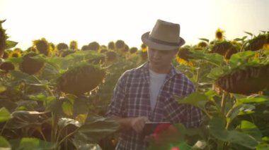 Şapkalı ve gömlekli bir çiftçi tarlaya gider ve tarladaki ayçiçeklerini inceler. Hasatına dikkat et. Modern çiftçi analiz için bir tablet bilgisayar kullanır.