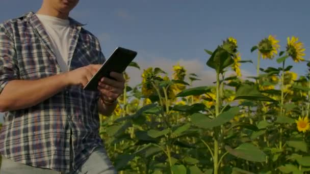 Fermer - vers le haut Le jeune homme marche sur le champ de tournesols en plein soleil utilisation de jour tablette numérique — Video
