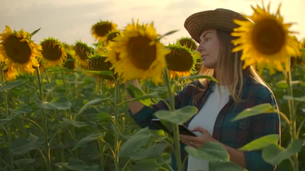 Mujer agricultora utiliza la tecnología moderna en el campo. Un hombre con sombrero entra en un campo de girasoles al atardecer sosteniendo una tableta, mira las plantas y presiona la pantalla con los dedos. . — Vídeos de Stock