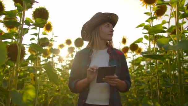 Femme agricultrice utilise la technologie moderne dans le domaine. Un homme avec un chapeau entre dans un champ de tournesols au coucher du soleil tenant une tablette informatique regarde les plantes et presse l'écran avec ses doigts . — Video