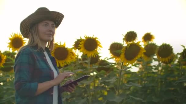 Femme agricultrice utilise la technologie moderne dans le domaine. Un homme avec un chapeau entre dans un champ de tournesols au coucher du soleil tenant une tablette informatique regarde les plantes et presse l'écran avec ses doigts . — Video