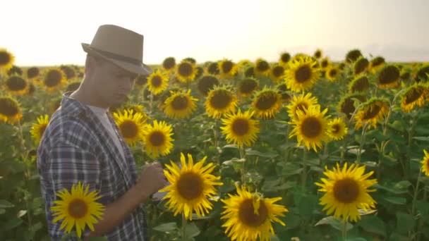 O fazendeiro caminha e usa tablet para obras com girassóis no campo — Vídeo de Stock