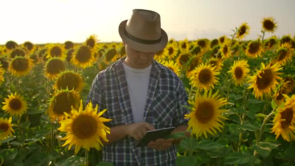 Der Mann Landwirt berühren die Sonnenblume mit den Händen und inspizieren, geben Sie die Daten in das Tablet — Stockvideo