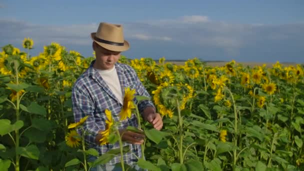 El chico está mirando los girasoles. — Vídeos de Stock